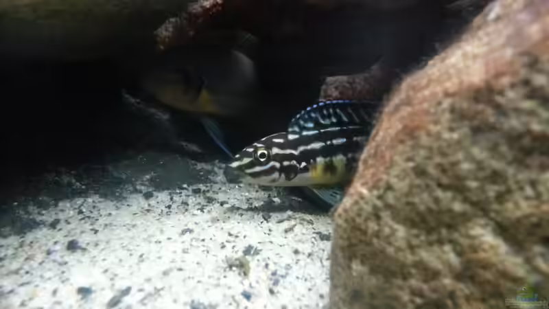 Einrichtungsbeispiele für Aquarien mit Julidochromis-Arten