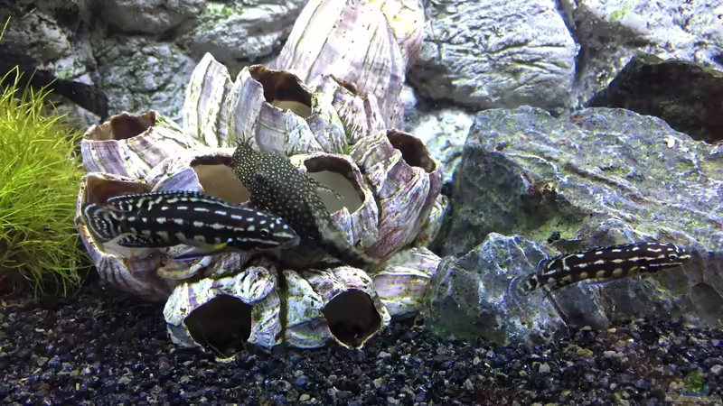 Julidochromis marlieri von Aqua-Jonas (11)