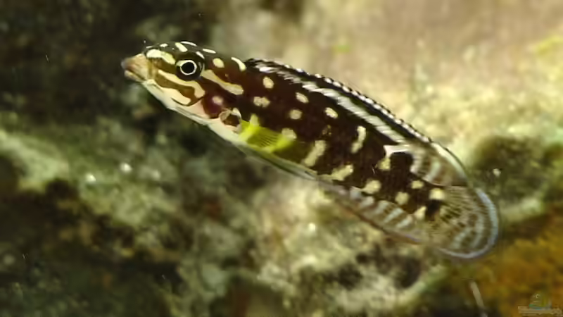 Julidochromis marlieri von Georg Botz (10)