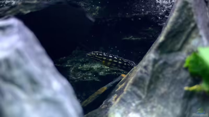 Julidochromis Marlieri von Jan Reiners (5)