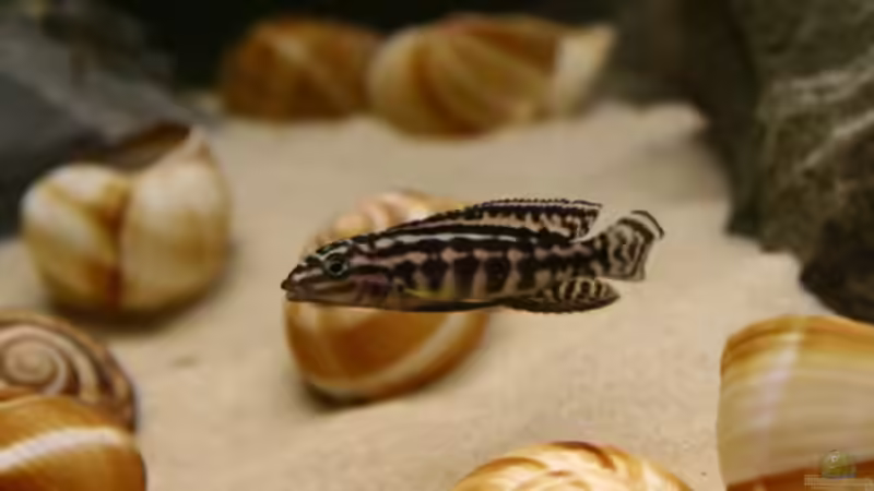 Julidochromis marlieri von Julien Preuß (50)