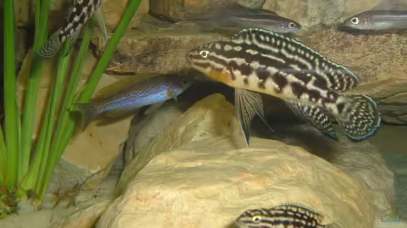 Julidochromis marlieri von Marco Gatternig (4)