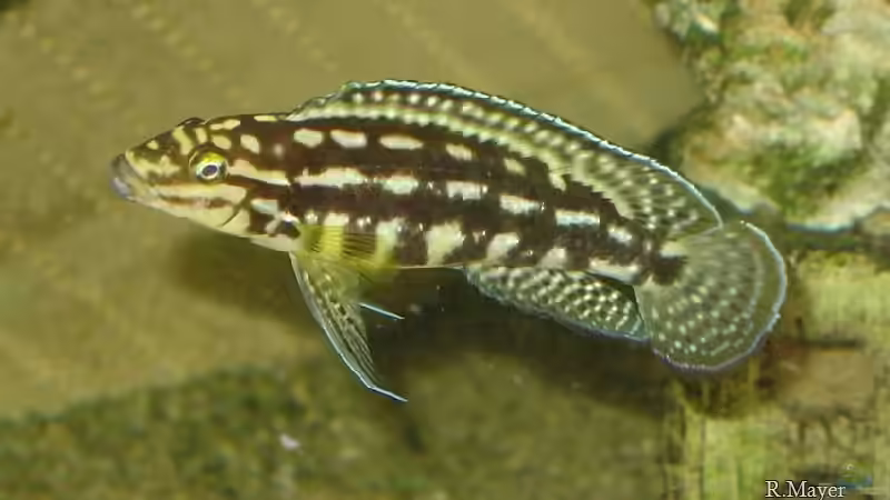 Julidochromis marlieri von Roger Mayer (12)