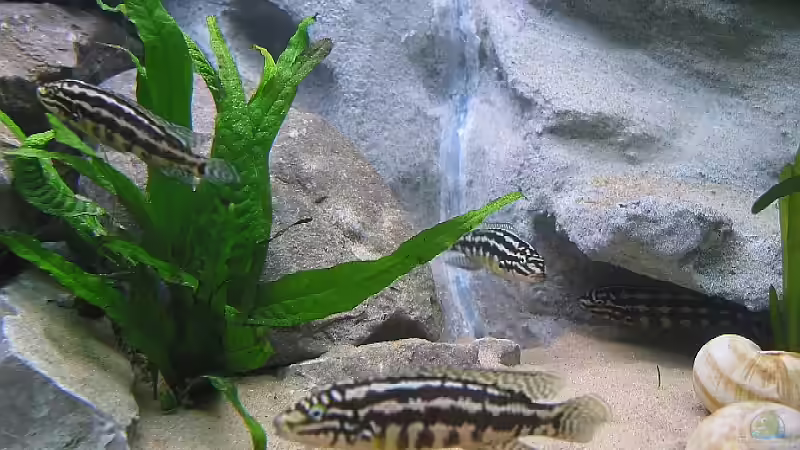 Julidochromis marlieri von Ronald Müller (13)