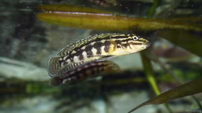 Julidochromis marlieri von Ronald Müller (22)
