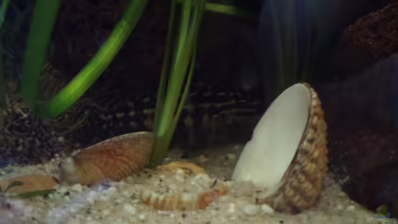 Einrichtungsbeispiele für Aquarien mit Julidochromis-Arten