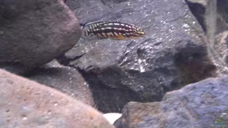 Aquarien mit Julidochromis marlieri (Schachbrett-Schlankcichlide)