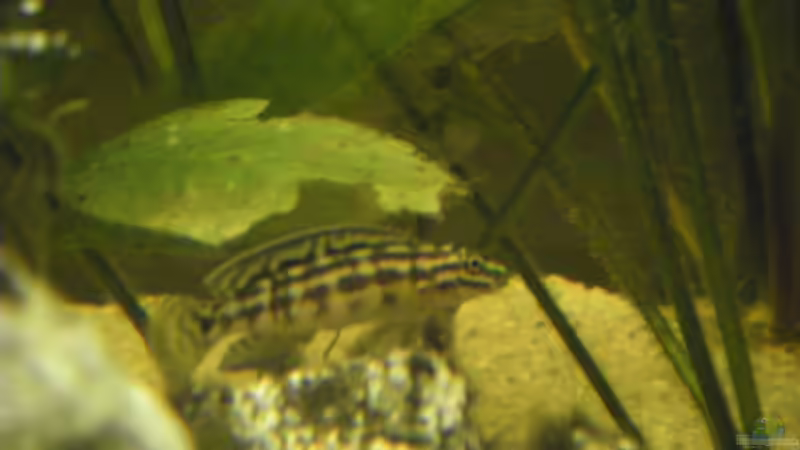 Aquarien mit Julidochromis marlieri (Schachbrett-Schlankcichlide)