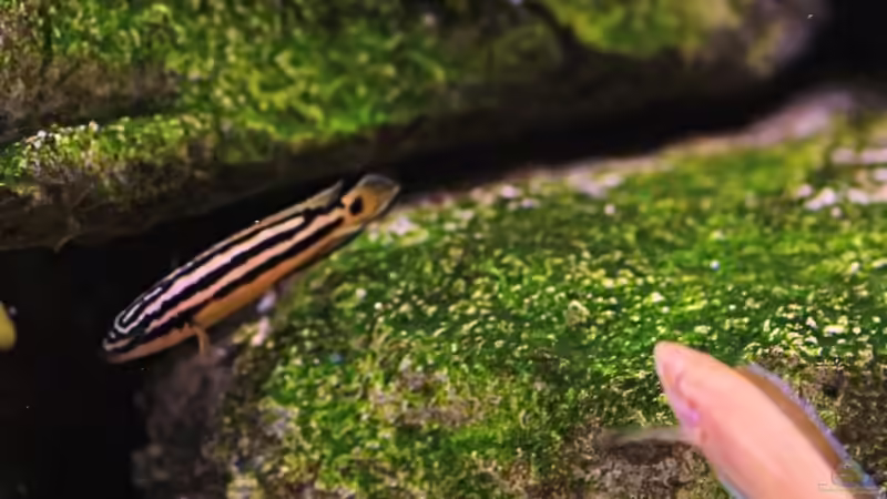 Einrichtungsbeispiele für Aquarien mit Julidochromis-Arten