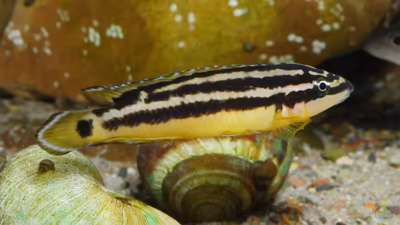 Julidochromis ornatus ´yellow Zaire´ von ravaka (108)