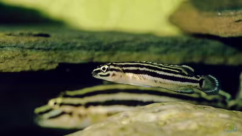 Julidochromis regani ( Mit Nachwuchs ) von Detlef Fuchs (4)