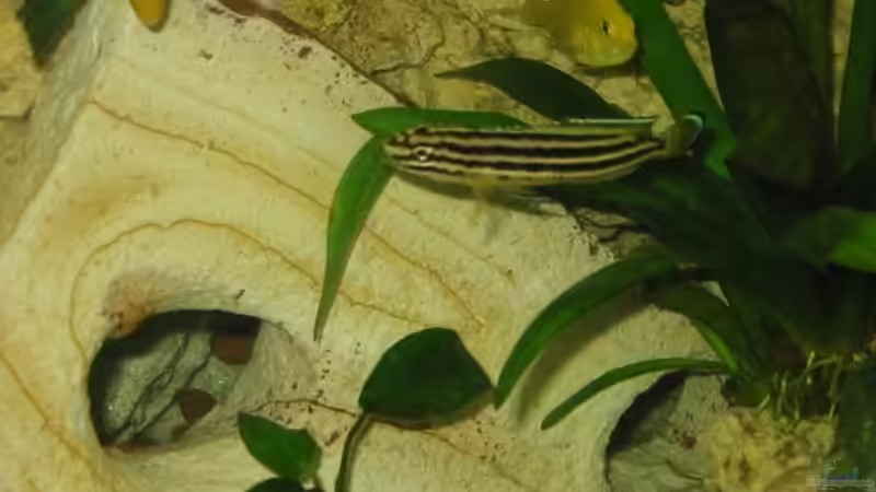 Aquarien mit Julidochromis regani (Vierstreifen-Schlankcichlide)