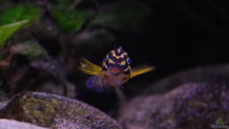 Aquarien mit Julidochromis regani (Vierstreifen-Schlankcichlide)
