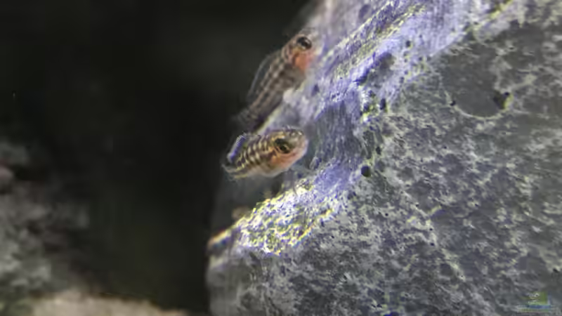 Julidochromis regani Jungfische  von Steffi66 (51)