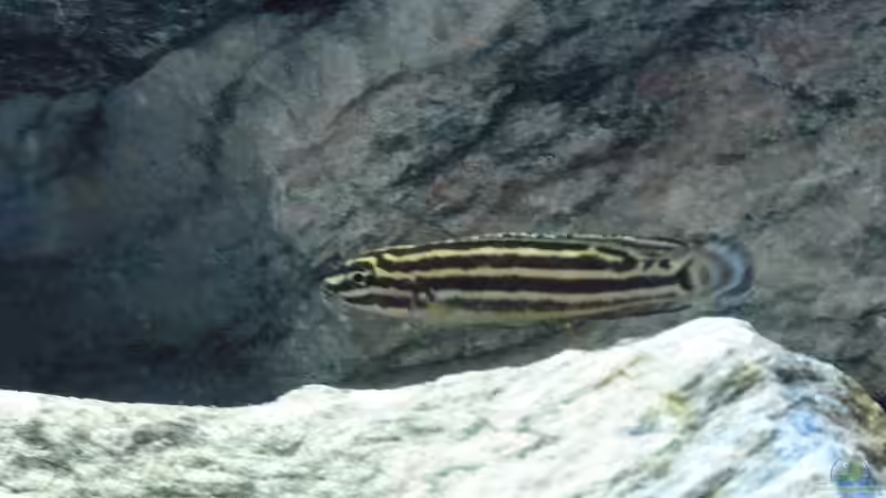 Einrichtungsbeispiele für Aquarien mit Julidochromis-Arten