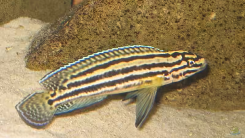 Aquarien mit Julidochromis regani (Vierstreifen-Schlankcichlide)