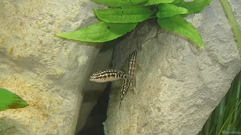 Aquarien mit Julidochromis transcriptus (Schwarzweißer Schlankcichlide)