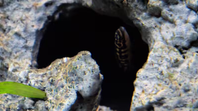 Julidochromis transcriptus Bemba (2015) von Harald Götz (57)