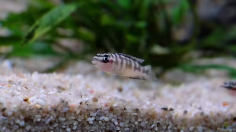 Julidochromis transcriptus Bemba (2015) von Harald Götz (58)