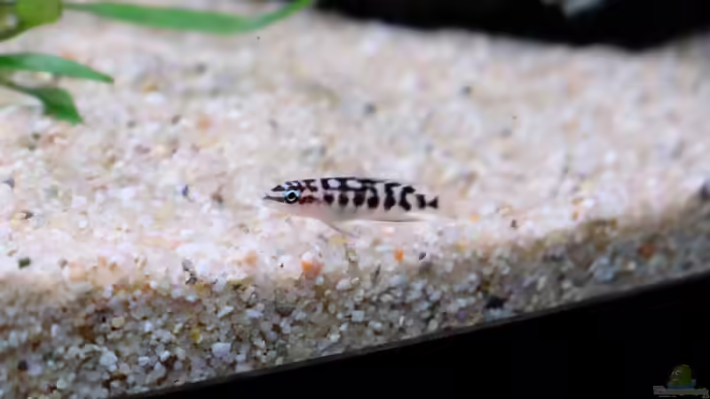 Julidochromis transcriptus Bemba (2015) von Harald Götz (59)