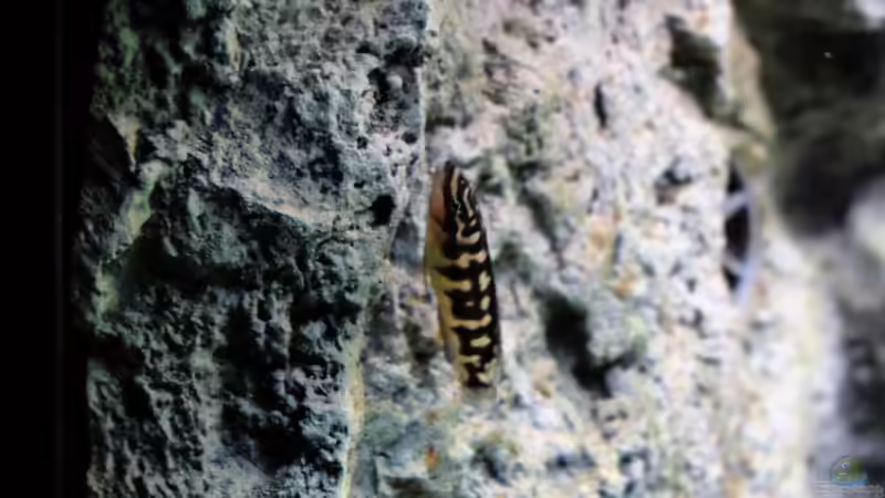 Julidochromis transcriptus Bemba (2015) von Harald Götz (64)