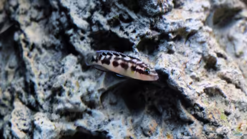 Aquarien mit Julidochromis transcriptus (Schwarzweißer Schlankcichlide)