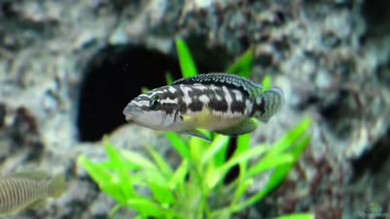Julidochromis transcriptus Bemba von Harald Götz (45)