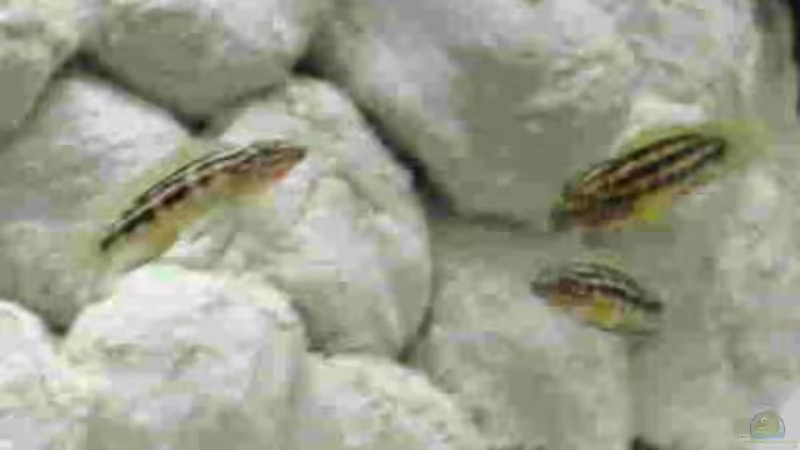 Julidochromis transcriptus Gombe von Markus Tratschitt (6)