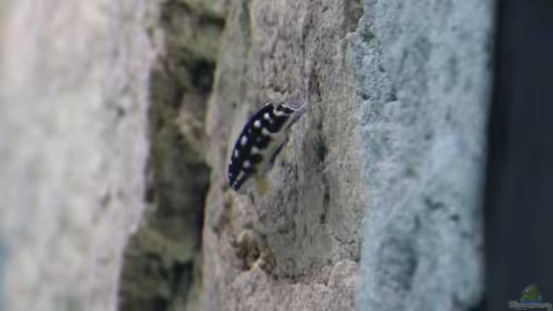 Julidochromis transcriptus Kissi von 8 CBM (80)