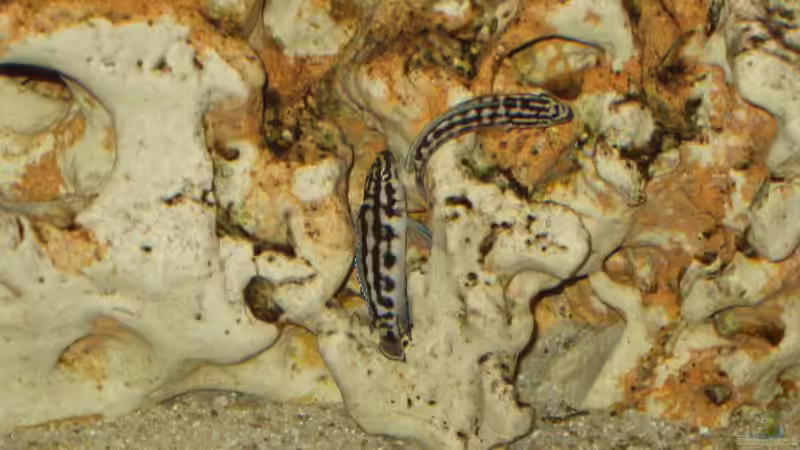 Julidochromis transcriptus von Birkenzeisig (7)