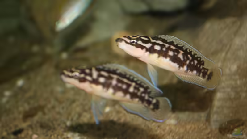 Aquarien mit Julidochromis transcriptus (Schwarzweißer Schlankcichlide)