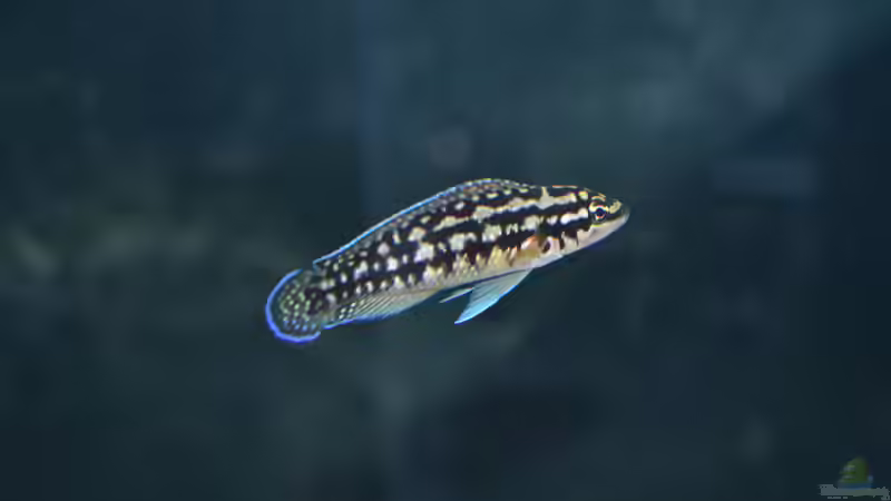 Aquarien mit Julidochromis transcriptus (Schwarzweißer Schlankcichlide)