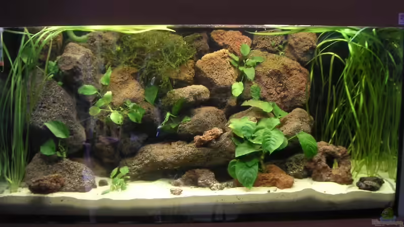 Julidochromisbecken von Thomas Schlechter (1)