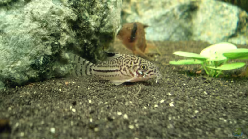 Aquarien für Corydoras julii (Julii-Panzerwels)