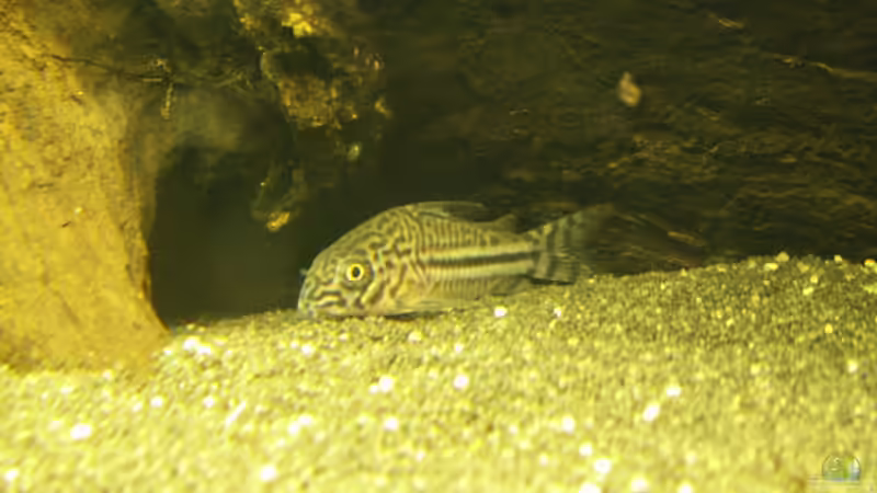 Aquarien für Corydoras julii (Julii-Panzerwels)