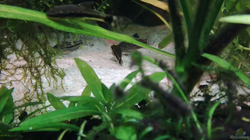 Juliis im Sandkasten von Lance Hardwood (72)