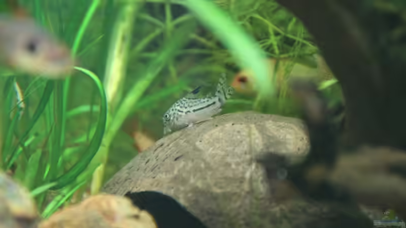 Julipanzerwels von Jumata (18)