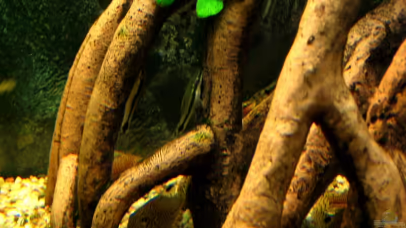 Aquarien mit Otocinclus hoppei (Ohrgitter-Harnischwels)