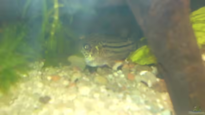 Juliwels von Lars Albrecht (13)