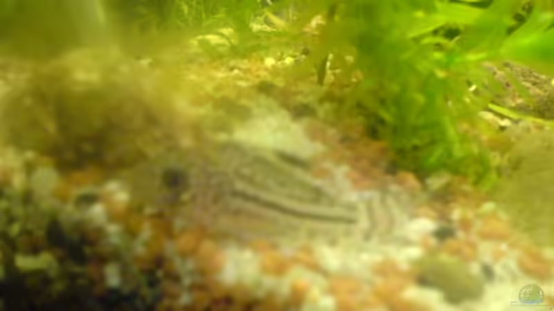 Juliwels von Lars Albrecht (8)