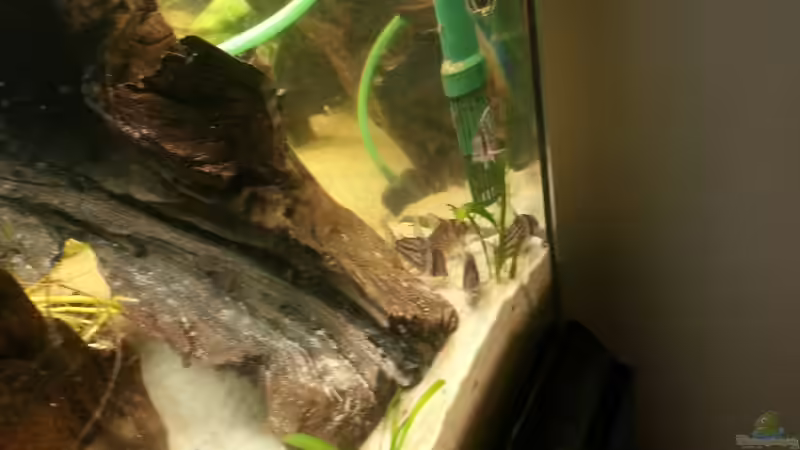 Juliwelse von Der Dreiäugige Goldfisch (34)