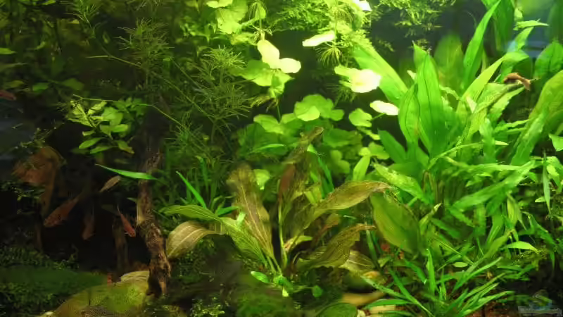 Julo 2008 mitte  u. rechts Amazonas von Kamenko (20)