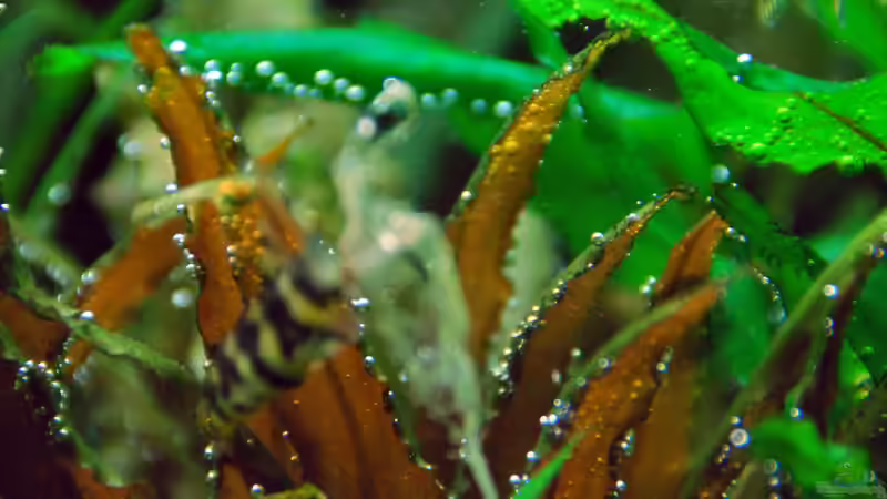 Jun 2013 Cryptocorine wendtii Brow von lomarraco (22)