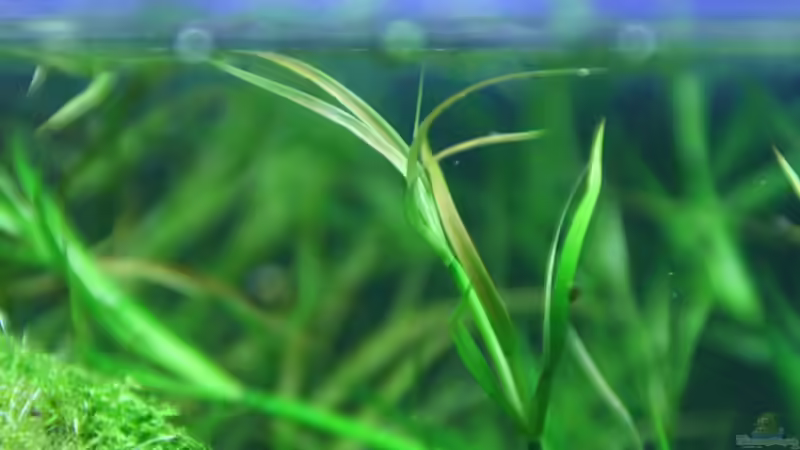 Juncus repens, einzelner Halm von Arami Gurami (13)