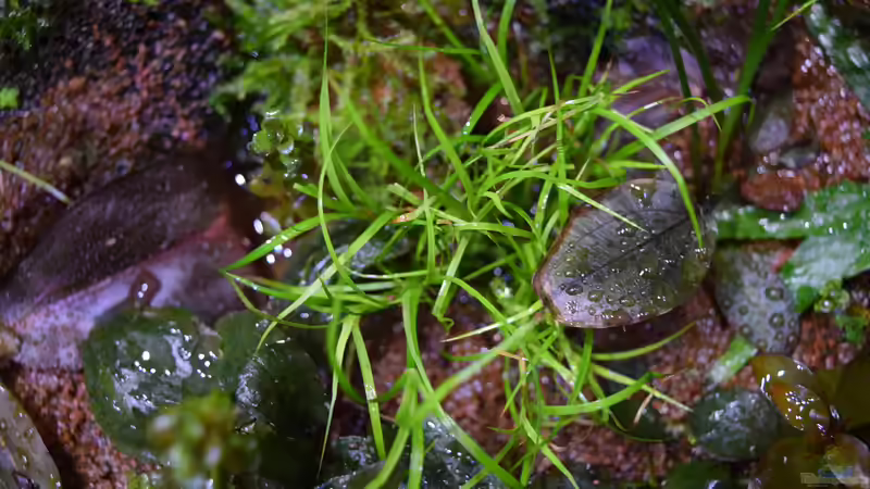 Juncus repens emers von Junglist (56)