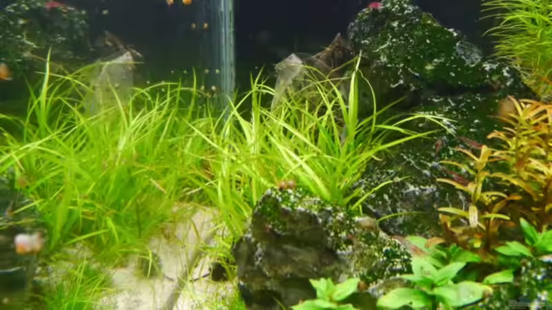 Juncus Repens von Zebraschneggla (5)