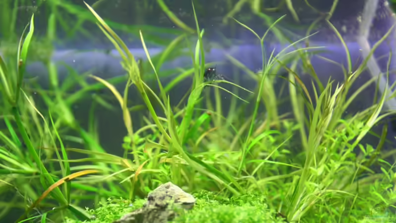 Juncus repens im Aquarium (Einrichtungsbeispiele mit Kriechende Binse)