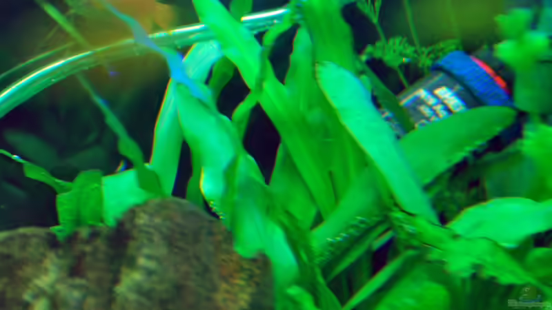 June 2013, Cryptocorine albida, left rear corner von lomarraco (18)