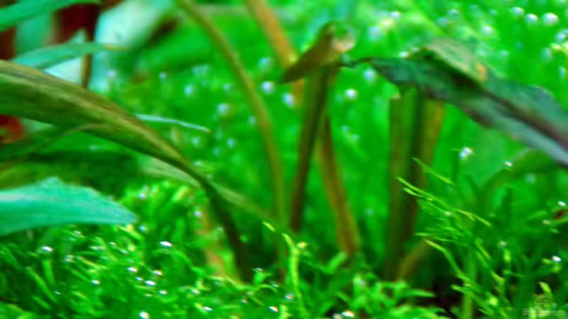 June 2013, Cryptocorine costata,  does not fit well von lomarraco (19)