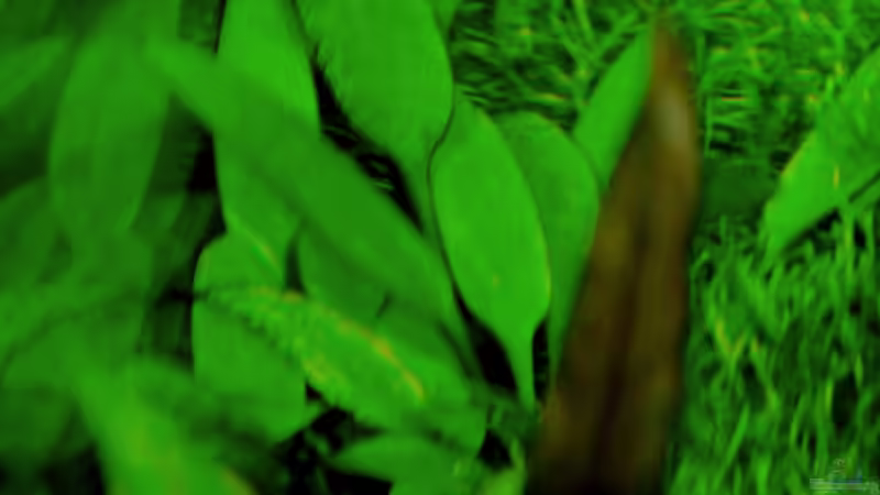 June 2013, Cryptocorine neviellii the background von lomarraco (16)